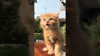 onyen kecil dan putih kecil #youtube #videoshort #anakkucing #onyen #pitih