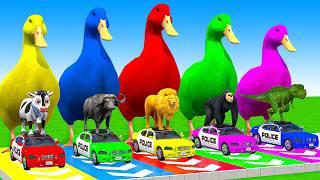 5 Giant Duck Cartoon, Cow, Mammoth, Elephant, Lion, Paint Wild Animals Crossing Fountain Animation