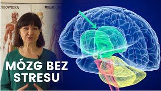 Brain Formatting | Odstresowywanie struktur mózgu