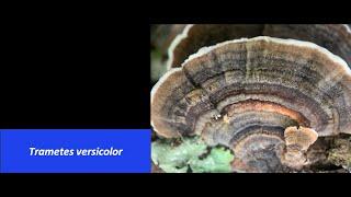 What's That Fungus?- Trametes versicolor