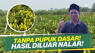 CARA TANAM CABAI DILAHAN BEKAS ‼️ TANPA PUPUK DASAR HASIL PANEN BESAR ‼️