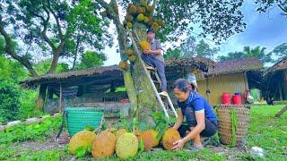 Journey together to buy jackfruit to resell at the toad market. Sold out quickly. KONG & NHAT