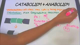 Catabolism and Anabolism