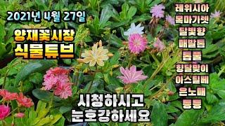 식물튜브 입고소식 [달빛향, 캄파눌라, 은노매, 톱풀, 향달맞이, 아스틸베, 매발톱, 랜드 등등] #양재꽃시장 #식물튜브 #plant tube #식물아빠