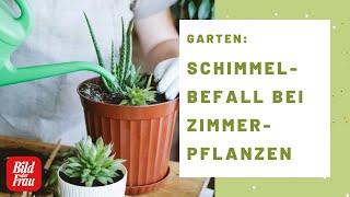 Schimmelbefall bei Zimmerpflanzen: Was tun? | BILD der FRAU
