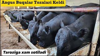 ANGUS BUQALAR KELDI ZO'RLARI KG da xam Sotiladi | Shoshiling