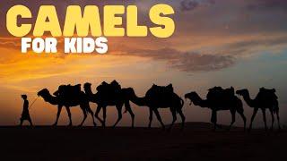 Camels for Kids | Learn all about this adaptable animal