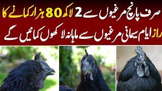 Ayam Cemani Hen Business in pakistan | How to Start Ayam Cemani Chicken Breeding by businesszon