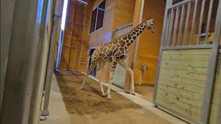 Watch the San Antonio Zoo's newest giraffe, Waffles, arrive