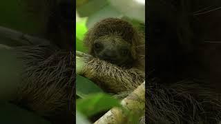 Sloths have one precious baby at a time  #discoverwildlife #wildtravel #panama