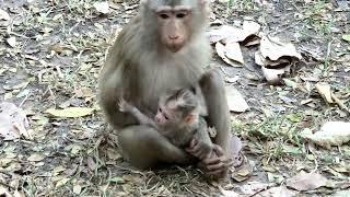 Mother Baby Monkey - Hungry (Food)