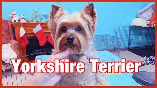 Grooming a Yorkshire terrier’s Face| DIY grooming a yorkie’s face 