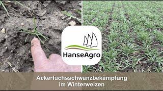 Ackerfuchsschwanzbekämpfung im Winterweizen: Frühjahr 2023