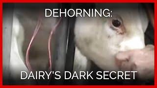 Dehorning: Dairy's Dark Secret