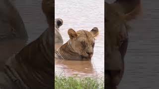 Lions In The Waterhole #shorts | #wildlife