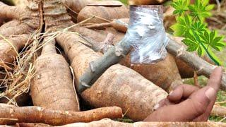 Penemuan terbaru! cara tanam singkong sambung tiga dalam satu agar berbuah banyak 60-70 kg perpohon