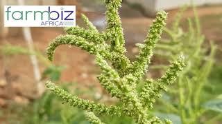 Amaranth/Mchicha, farmers pick the weed for cash