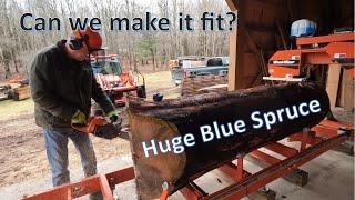 Huge Blue Spruce on the Wood-Mizer LT15  #husqvarna #woodmizerlt15 #woodmizer #adirondacks