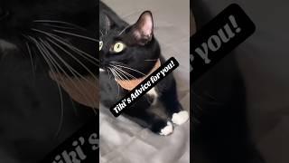 Cat Gato #shorts #shortvideo #gatogracioso #gatos #talkingcat #michis #kitty #viralvideo #talkingcat