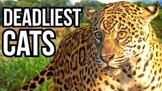 Ranking All 5 Big Cats From Least Deadly To Deadliest