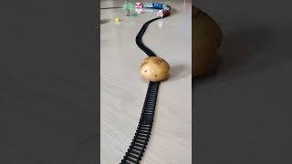 Potato is stuck on the railway track and train is approaching fast | Centy Train #train #chips