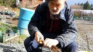 Grafting apple trees with Michal Dolan