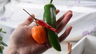 Parrot Hot Pepper Challenge | Topics