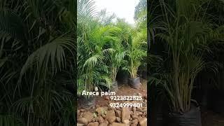 SUKH SHANTI NURSERY. ARECA PALM # plant #gardening #planting #nearme #greenplant #moneyplant