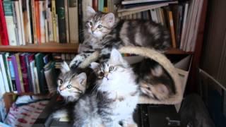 Amante's Siberian Cat litter Y 8 weeks -