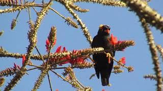 Rose-ringed parakeet and Southern Hill Myna