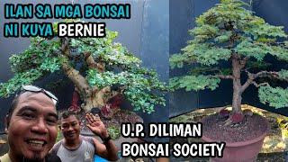 KUYA BERNIE'S BONSAI+U.P. DILIMAN BONSAI SOCIETY FOR SHARING ONLY