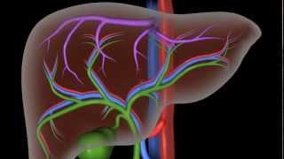 Liver Structure and the Flow of Blood and Bile (Master's Project)