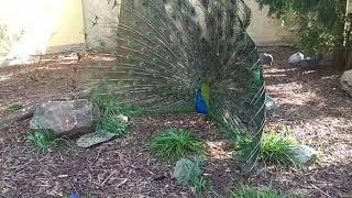 Páv korunkatý - Indian peafowl