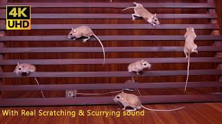 Cat TV Mouse Fun! Climbing with Scratching & Scurrying Sounds to Entertain Your Cats 4k