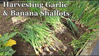 Harvesting Shallots & Garlic.