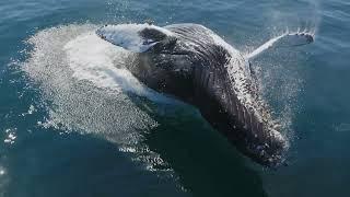 The Whales of San Diego Documentary: 'A Year in My Life 3'