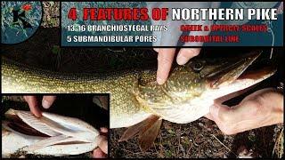 How to identify a northern pike (Esox lucius)  | Koaw Nature