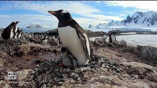 Antarctic penguins have existed for 60 million years. Can they survive climate change?