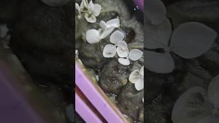 Мыло-скраб: бадяга, матча, спирулина, ламинария, мята в стадии геля выделения натурального глицерина