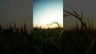 Love The NatureSunset | Birds| Paddy Field  #naturelovers #nature #natural #naturesounds