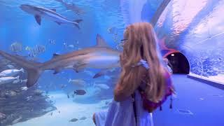 Eilat - Underwater experiences