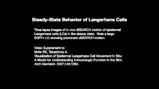 Steady-State Behavior of Langerhans Cells