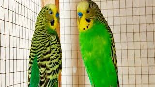 10 Hr Happy Singing & Eating Parakeet Budgies Birds, Reduce Stress of Lonely Quiet Birds Budgie