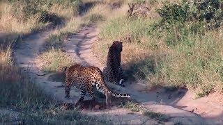 leopard stalking prey is completely unaware that he is the hunted.