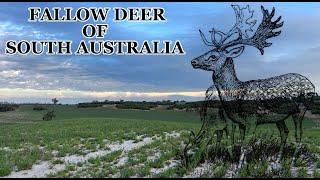 Spotlighting Deer in South Australia (FIRST VIDEO)