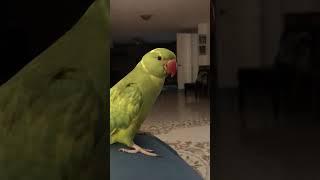 Worlds cutest talking parrot has lots to say today.."so cute"