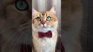 #shorts funny cat noir moments cat skin meow quackity cat video on tiktok cute kitty animation