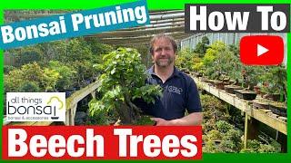 Bonsai Pruning: Beech Trees How To