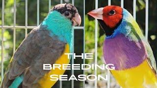 From Highs to Lows: A Rollercoaster Breeding Season with the Finches & Parrots !!! 