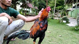 Ayam koytrad, hasilnya memuaskan main cantik brakotnyapun hidup